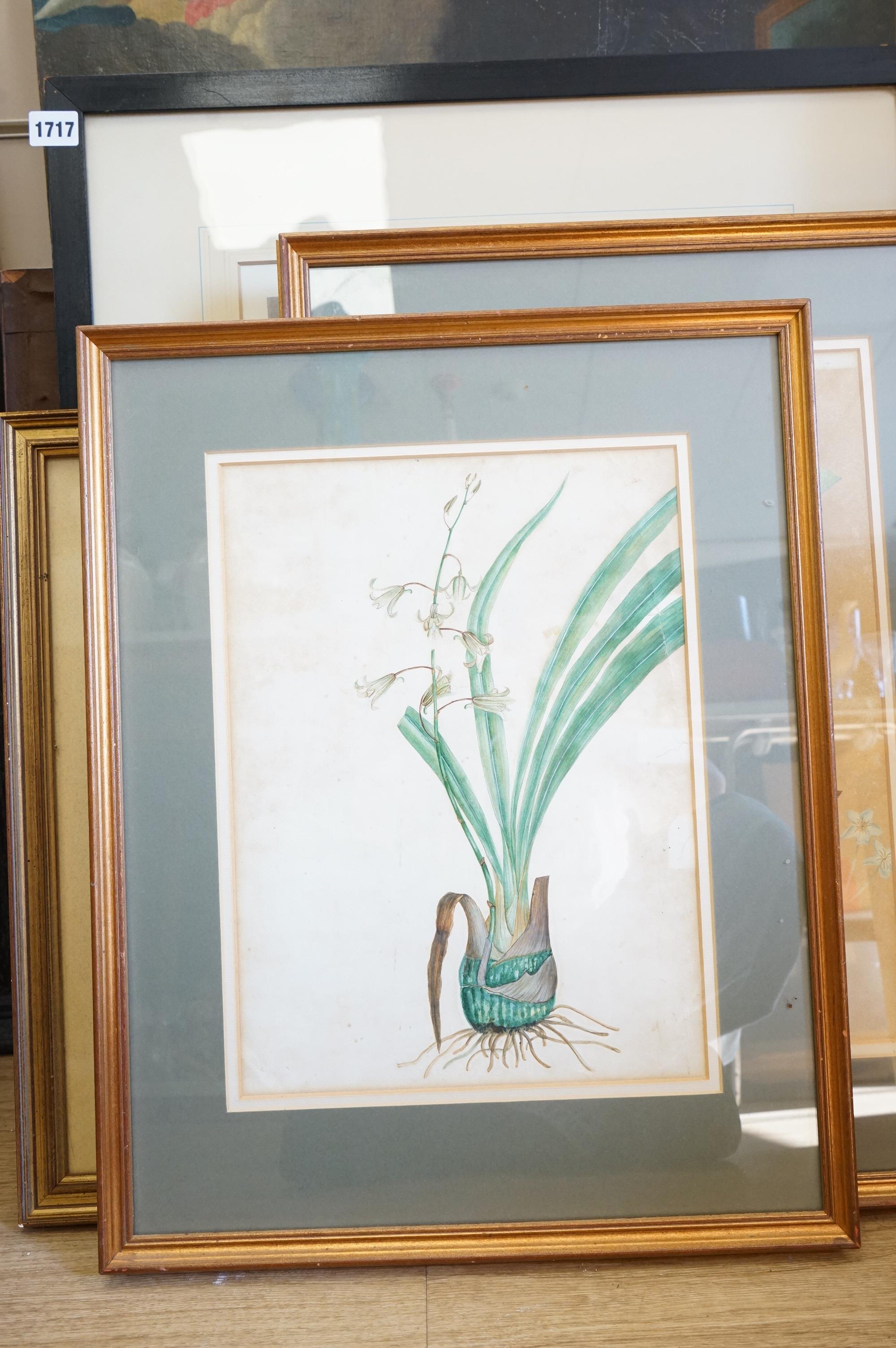 T. Robins (19th. C), pair of botanical interest watercolours, Flowers, together with two other similar examples, largest 45 x 32cm